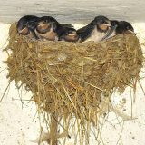 Tona kukuruza za kuću sa najviše lasta 5