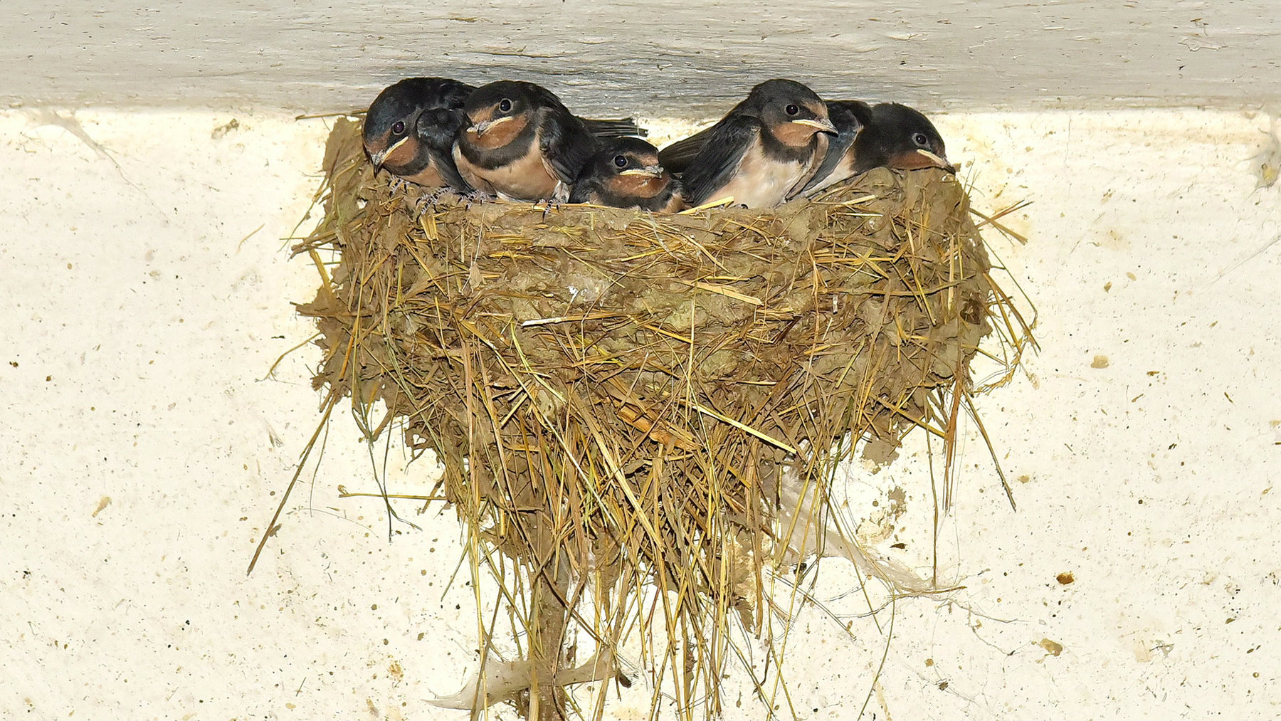 Tona kukuruza za kuću sa najviše lasta 1