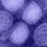 Okeani, mesta gde žive stotine hiljada virusa 10