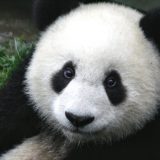 Kinezi predali novog pandu zoo vrtu u Beču 5