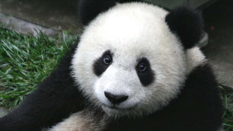 Kinezi predali novog pandu zoo vrtu u Beču 1