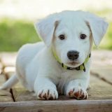 Terapija psima na aerodromu u Istanbulu 11