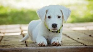 Kako izlečiti stafilokoknu infekciju kod pasa? 3