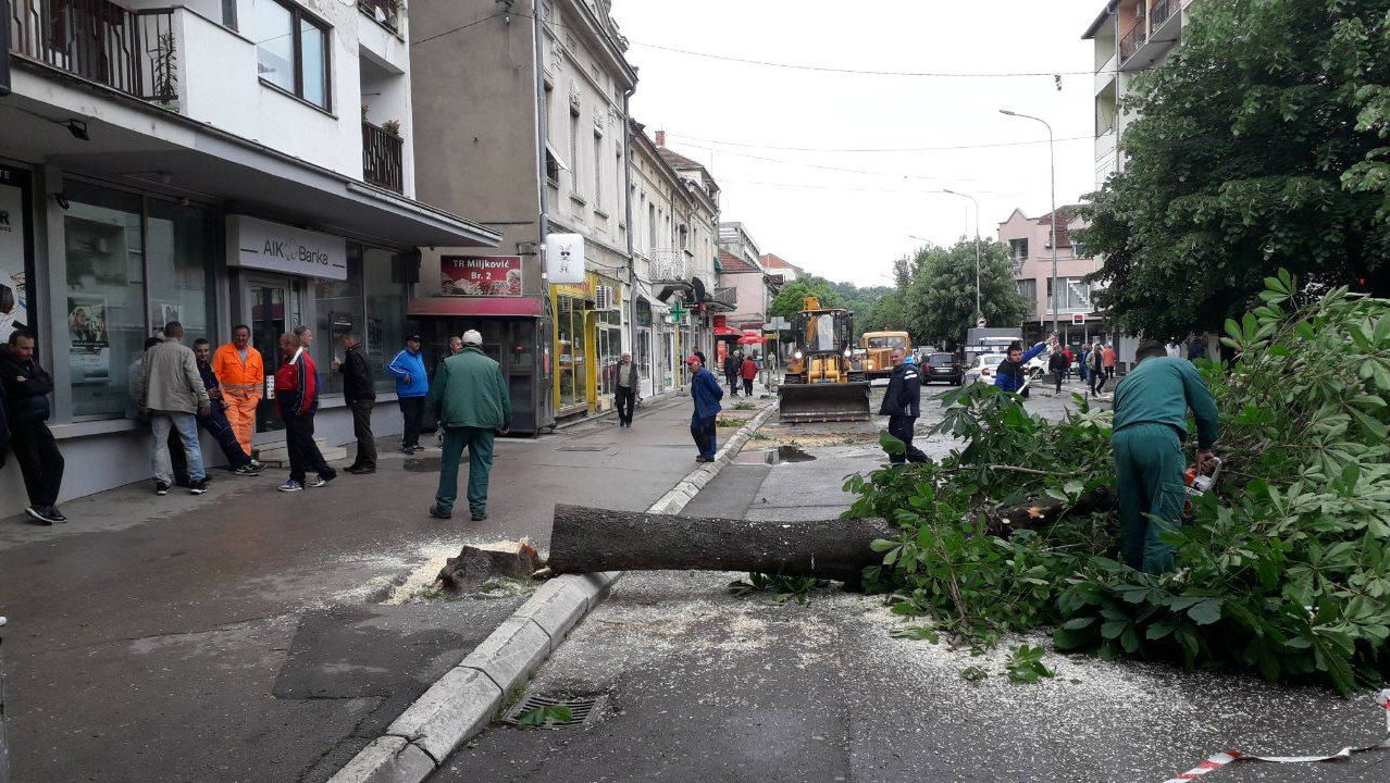 NVO: Seča drvoreda u Aleksincu izvršena bez odobrenja nadležnih organa 1