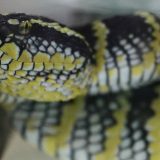 SZO rešava problem ujeda zmija 5