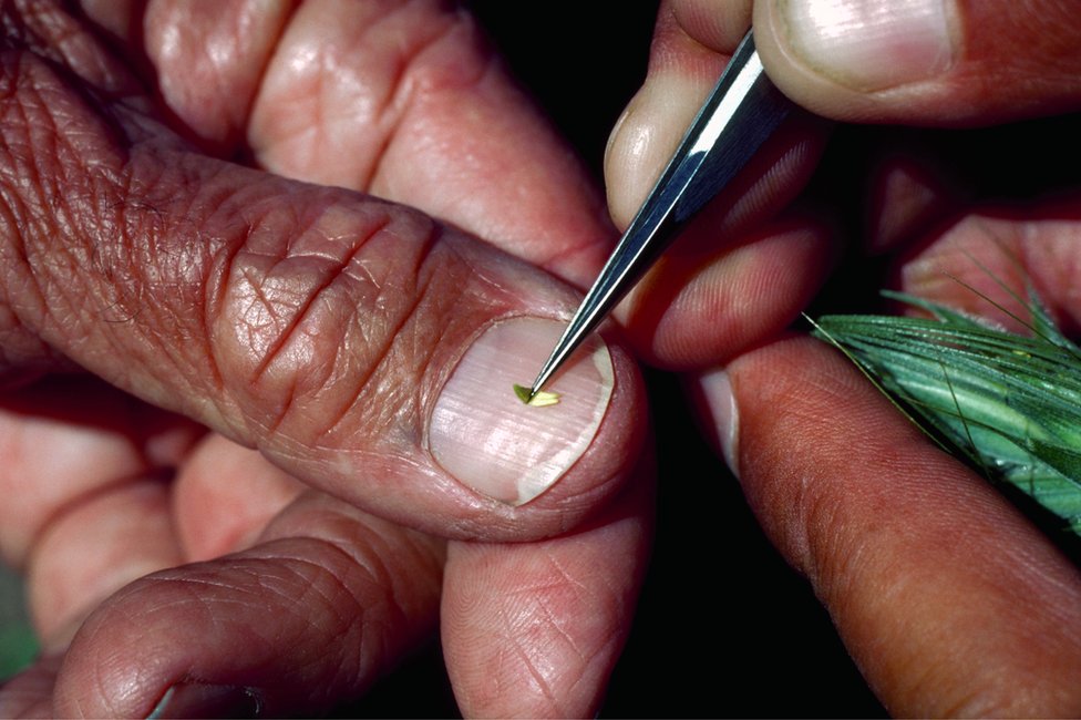 Čovek koji je pomogao da se nahrani svet 5 Pšenica otporna na rđu