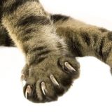 Zašto sve mačke u Americi imaju isečene nokte i da li je vreme da tome dođe kraj 13