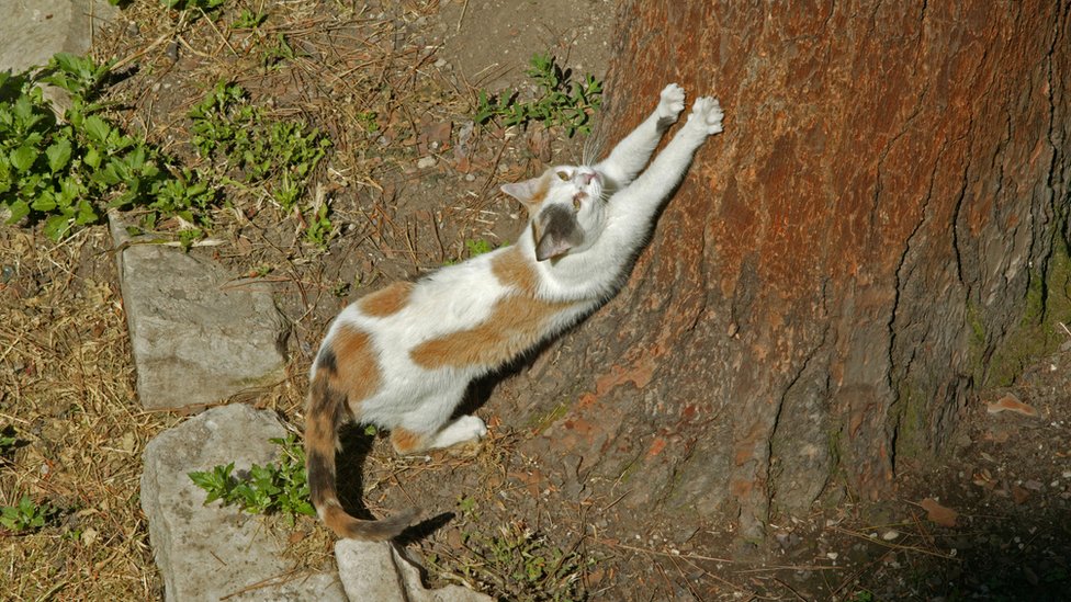 Mačke vole da koriste duge drvene predmete kao grebalice