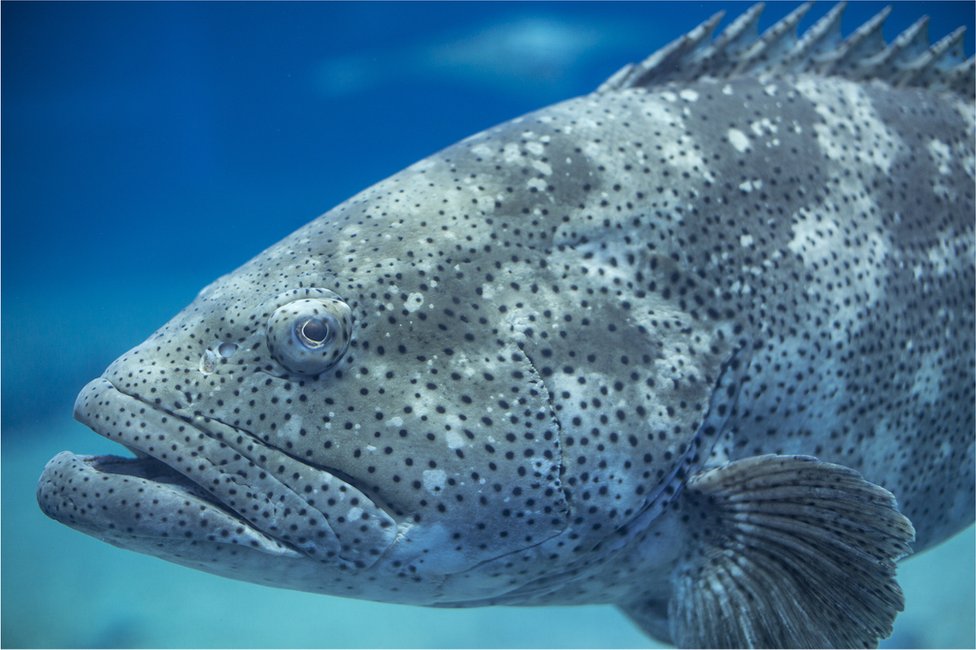 A goliath grouper