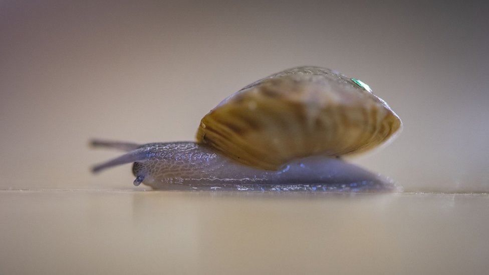 Bermudska ostrva: Puževi koji su se „vratili iz mrtvih“ 1 Greater Bermuda land snail