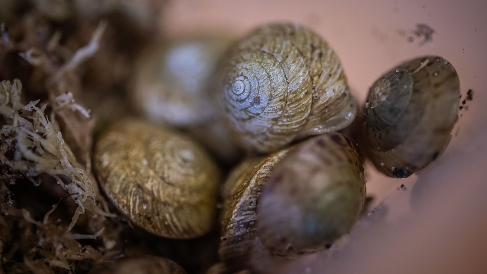 Bermudska ostrva: Puževi koji su se „vratili iz mrtvih“ 3 Snails