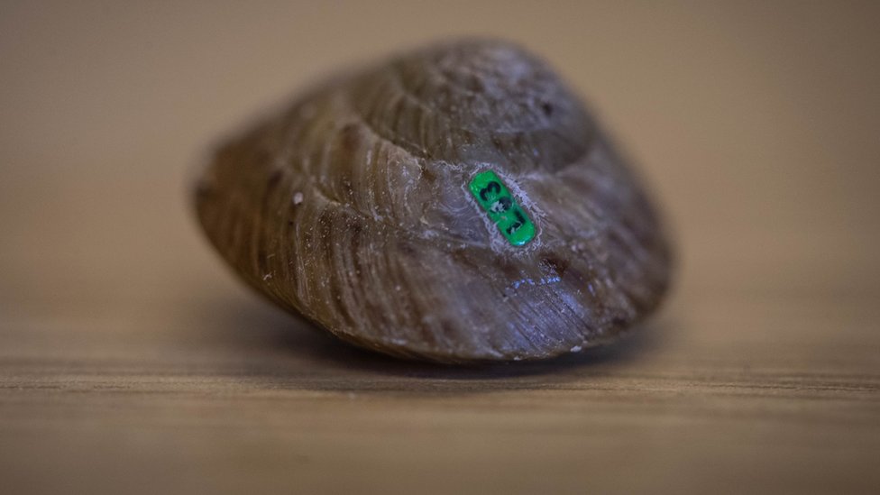 Bermudska ostrva: Puževi koji su se „vratili iz mrtvih“ 4 Tagged snail