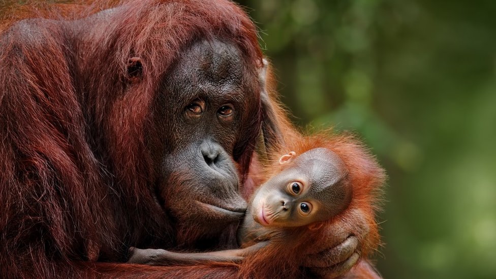 Mama orangutan sa mladuncem