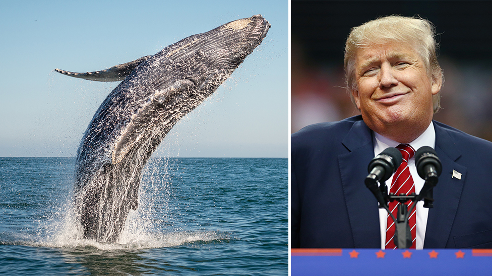 A whale and Donald Trump
