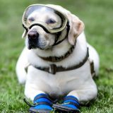 Čuveni meksički spasilački pas odlazi u penziju 4