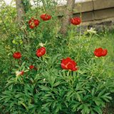 Gazimestan: Šesto trideseti Vidovdan 10