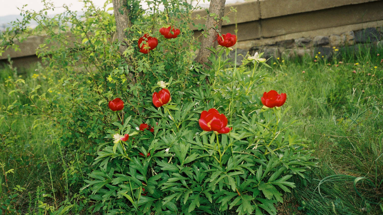 Gazimestan: Šesto trideseti Vidovdan 1