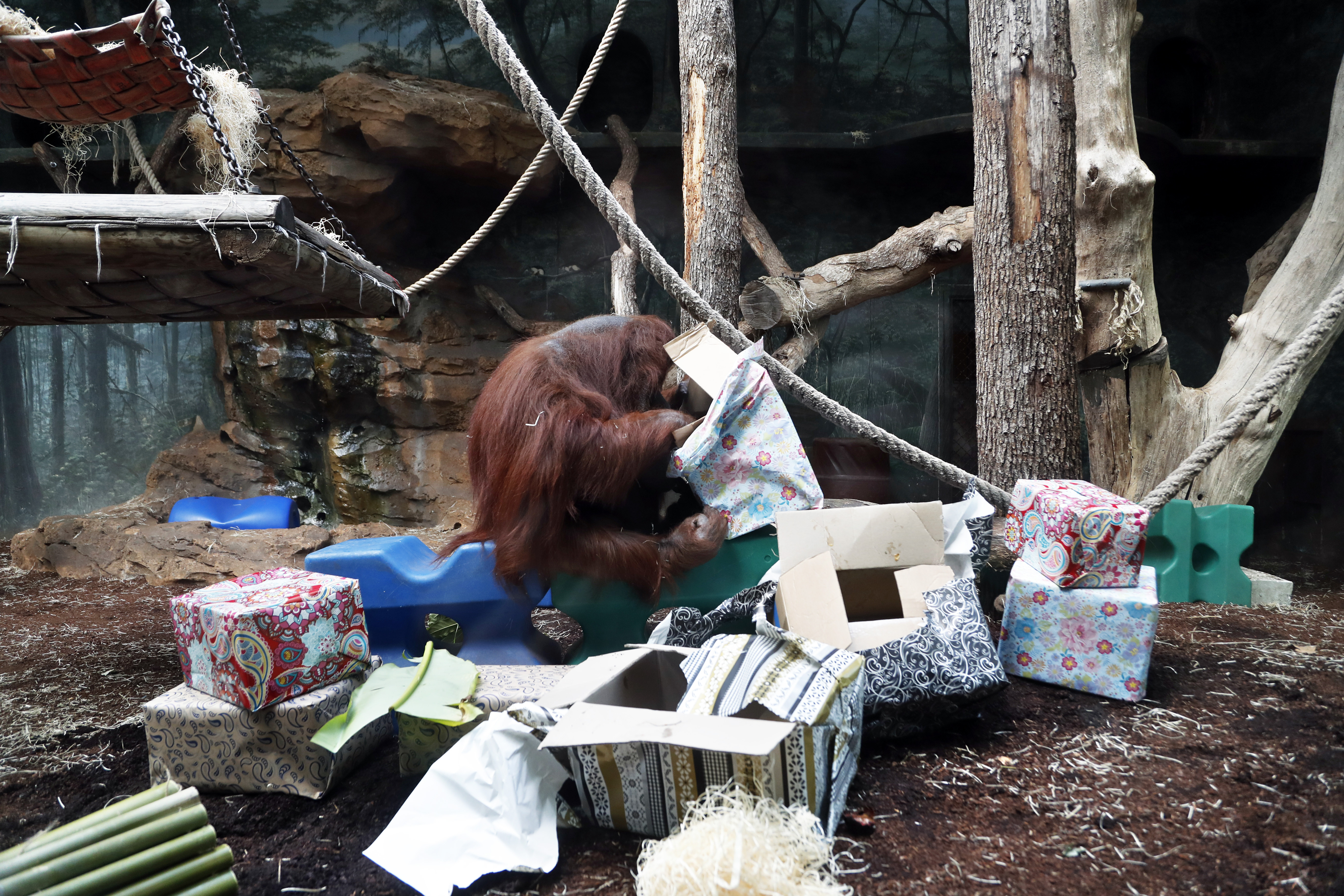 Organizovana proslava 50. rođendana ženke orangutana Nenet u Parizu 2
