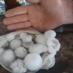 Knić: Grad veličine teniske loptice uništio voćnjake 2