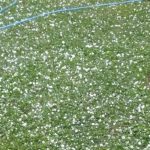 Knić: Grad veličine teniske loptice uništio voćnjake 3