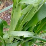 Knić: Grad veličine teniske loptice uništio voćnjake 5