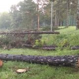 Zelena stranka osudila seču stabala u Košutnjaku, traži referendum o radovima u gradu 5