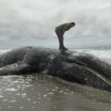 Američka agencija traži mesta za tela uginulih kitova 7