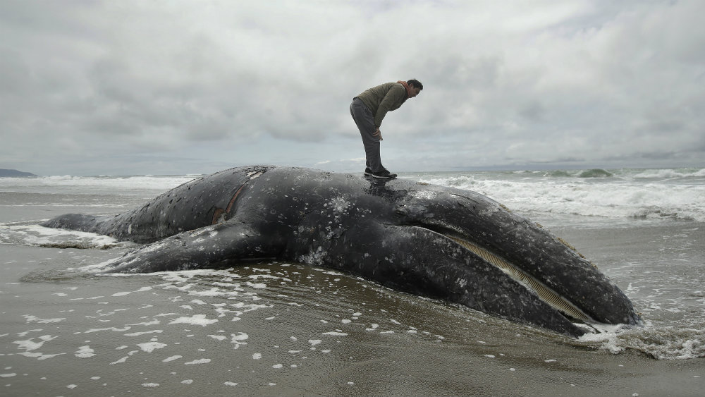 Američka agencija traži mesta za tela uginulih kitova 1