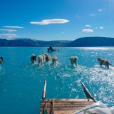 Fotografija pasa koji vuku sanke na Grenlandu - dokaz klimatske katastrofe 7