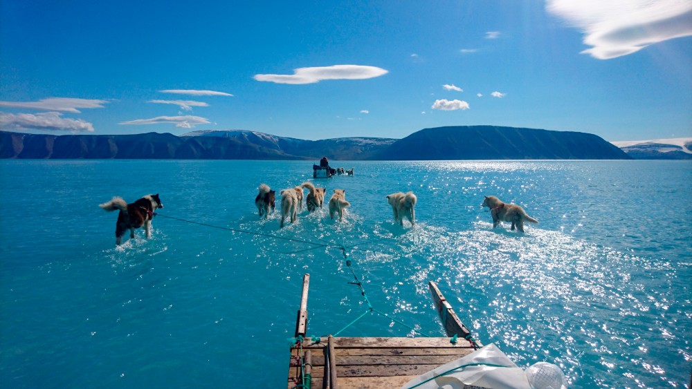 Fotografija pasa koji vuku sanke na Grenlandu - dokaz klimatske katastrofe 1