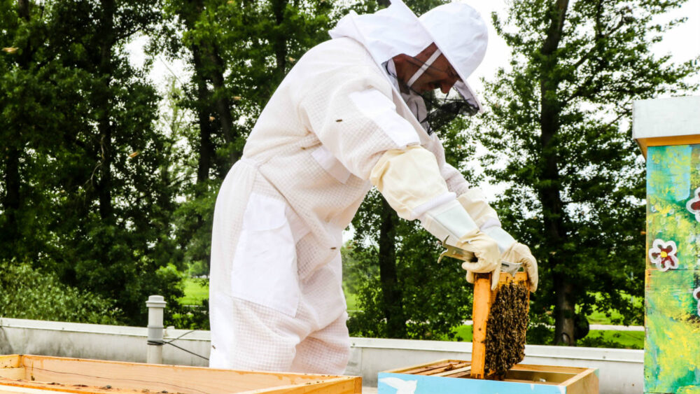 Počinje prijavljivanje za subvencije namenjene pčelarima 1