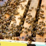 Pčelari i Uprava za zaštitu bilja apeluju na poljoprivrednike da ne truju pčele 3