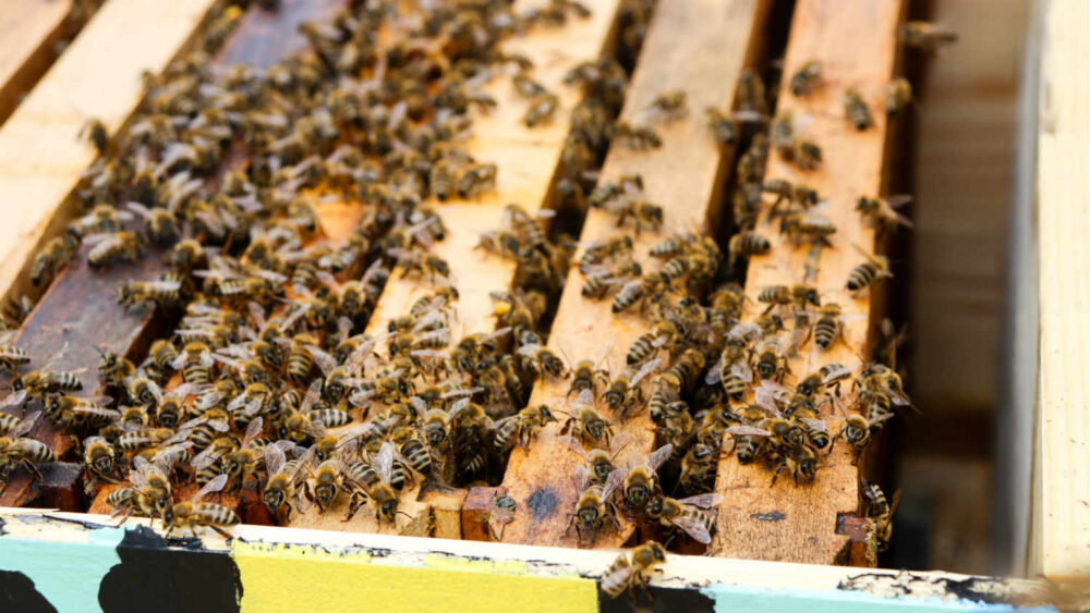 Upozorenje jagodinskim ratarima na rizik od trovanja pčela pesticidima 1