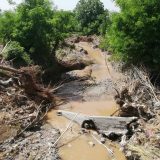 Kraljevo bez sredstava Zelenog fonda za pošumljavanje 2