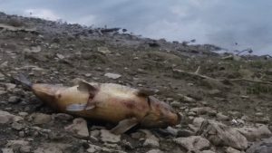 Masovno uginuće šarana u jezeru Potpeć 2 Masovno uginuće šarana u jezeru Potpeć 2