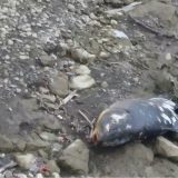 Masovno uginuće šarana u jezeru Potpeć 1