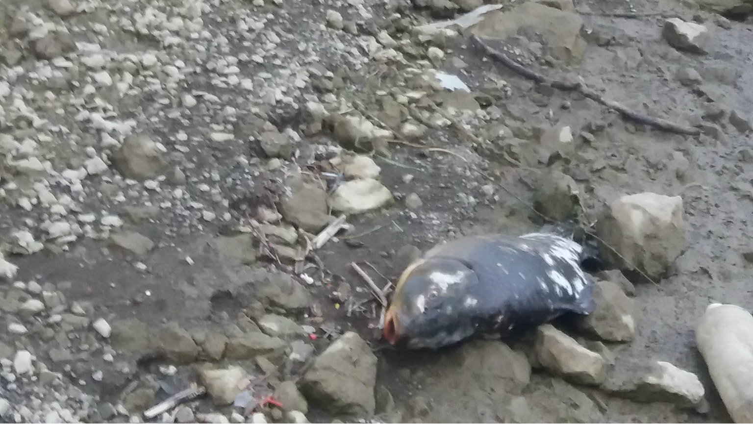 Masovno uginuće šarana u jezeru Potpeć 1