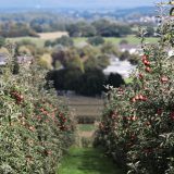 Voćar iz Kisača prodao jabuke po 42 dinara, za dva dana u marketima koštale su čak 129 dinara: "Kome ide razlika?" 1