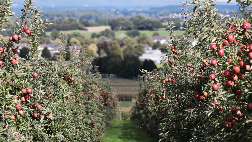 Žiofre: EU će obezbediti Srbiji opremu za upravljanje ostacima pesticida 1