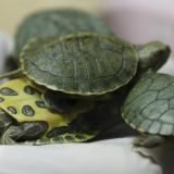 Malezija zaplenila drogu i više od 5.200 kornjača 4