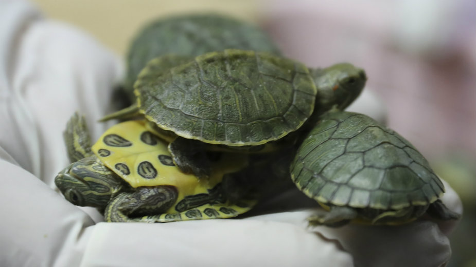 Malezija zaplenila drogu i više od 5.200 kornjača 1