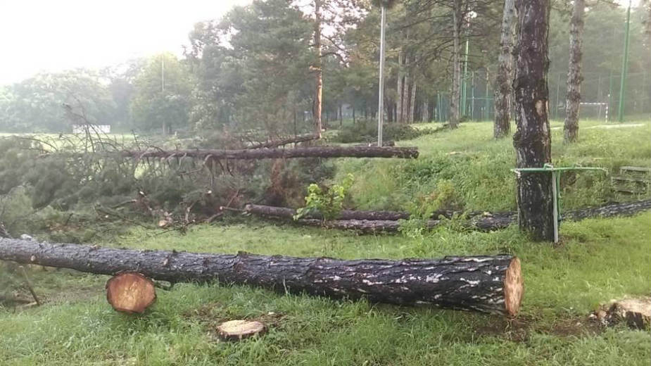 Građani neće dozvoliti seču stabala na Košutnjaku 1