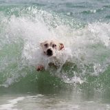 Kako brinuti o psu na plaži? 11