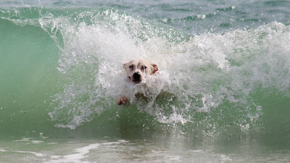 Kako brinuti o psu na plaži? 1