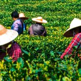 Kina: Čaj, opijum i Hongkong 8