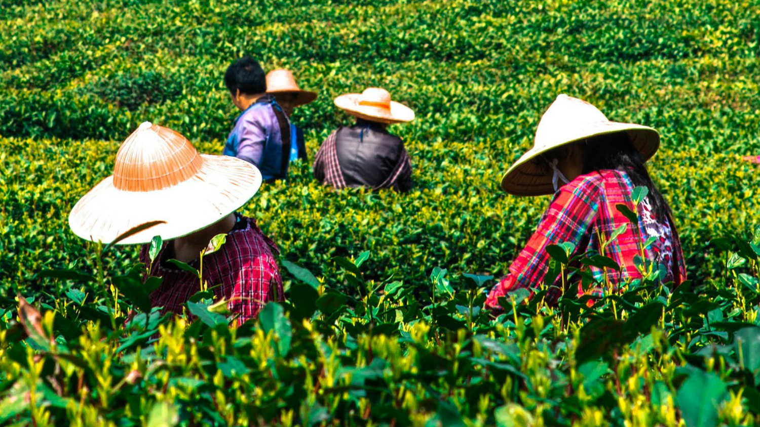 Kina: Čaj, opijum i Hongkong 1