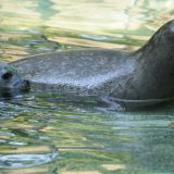 Istraživanje: Sive foke mogu da imitiraju zvukove ljudskih reči i pesama 5