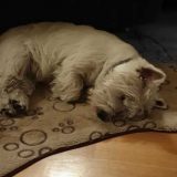 Kako psi reaguju na stres vlasnika? 12