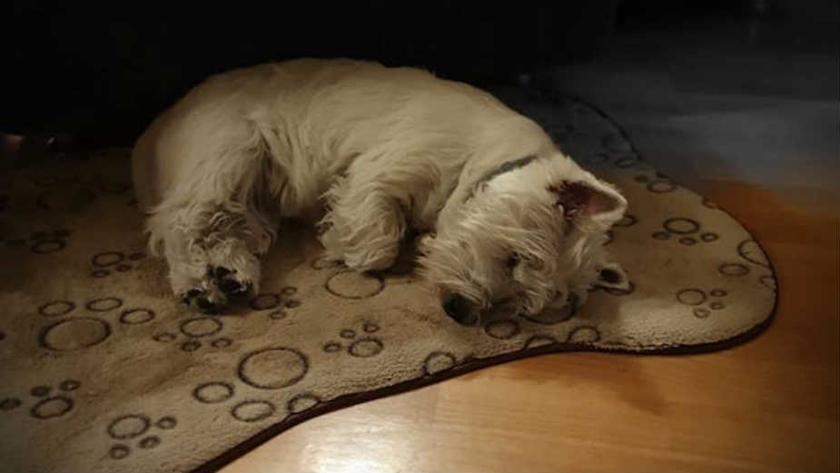 Kako psi reaguju na stres vlasnika? 1