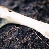 Srbobran platio za spaljivanje životinja devet puta više nego Beograd 10